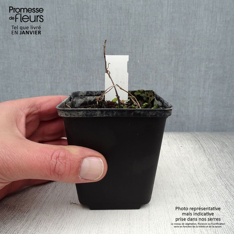 Ruellia humilis  8/9 cm pot sample as delivered in winter