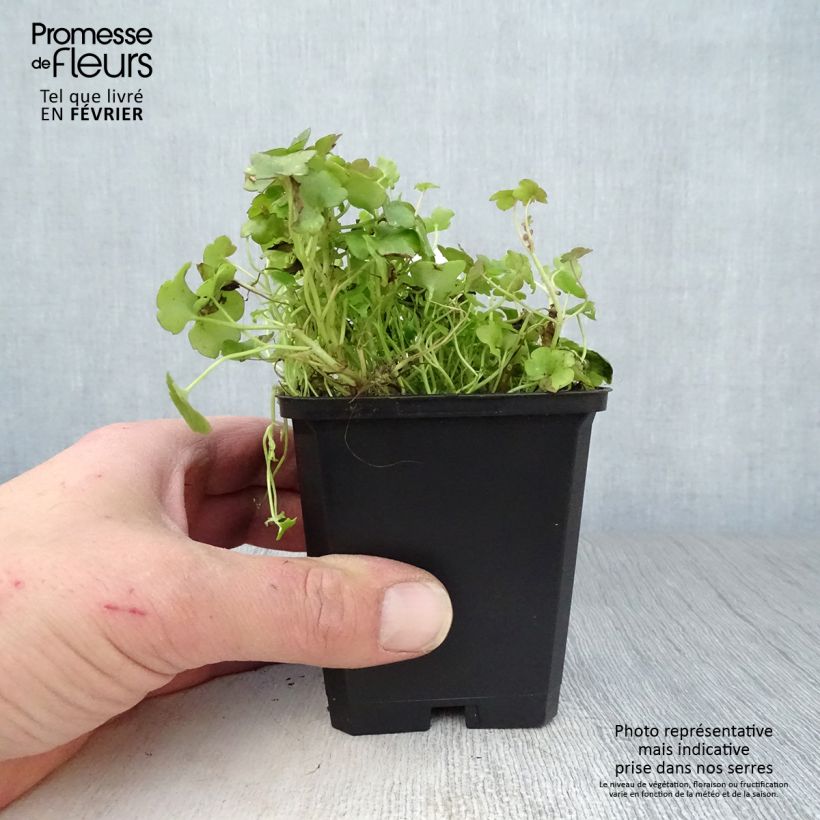 Cymbalaria muralis  8/9 cm pot sample as delivered in winter