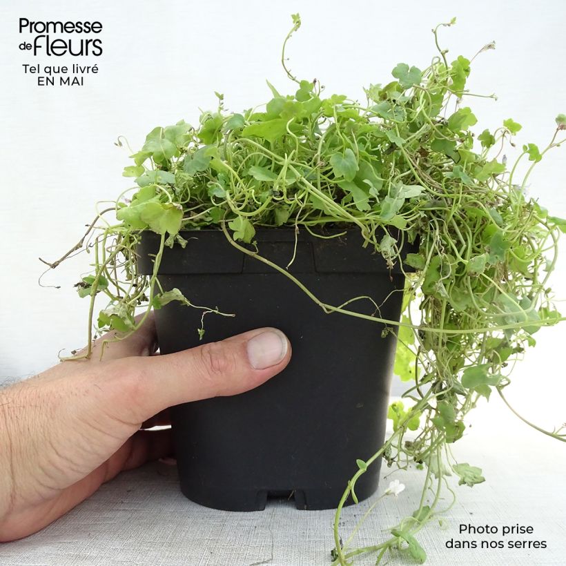 Cymbalaria muralis  8/9 cm pot sample as delivered in spring