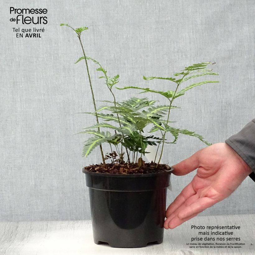 Rumohra adiantiformis Variegata 2L/3L pot sample as delivered in spring