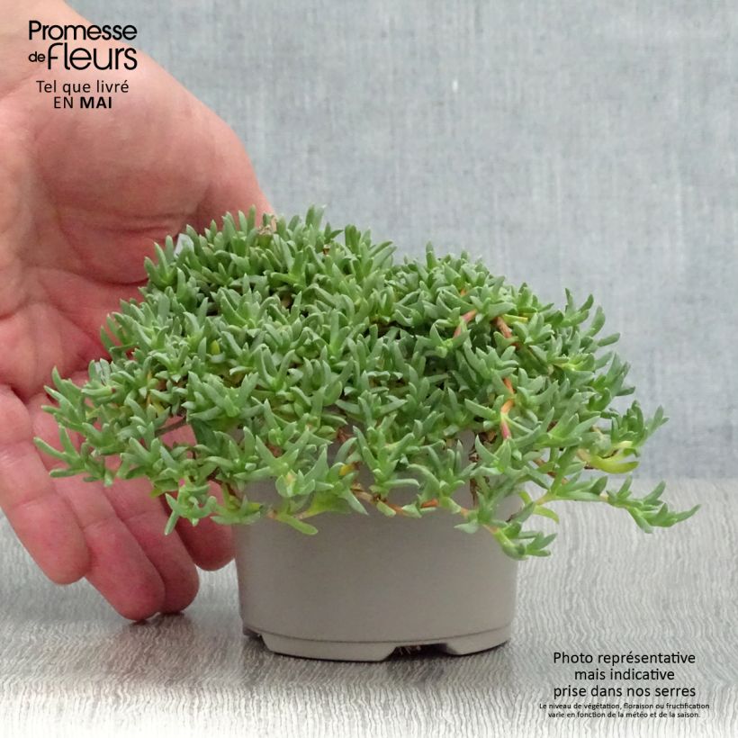 Ruschia prostrata  8/9 cm pot sample as delivered in spring