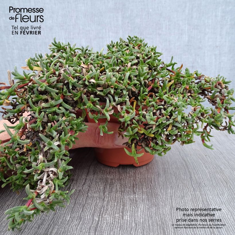 Ruschia prostrata  8/9 cm pot sample as delivered in winter