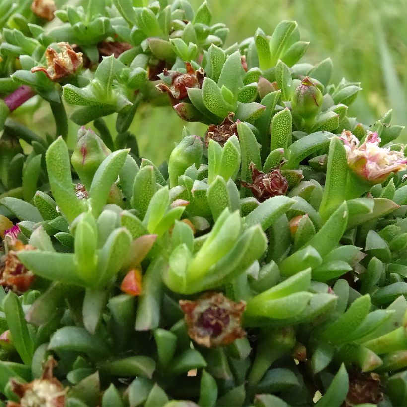 Ruschia prostrata  (Foliage)