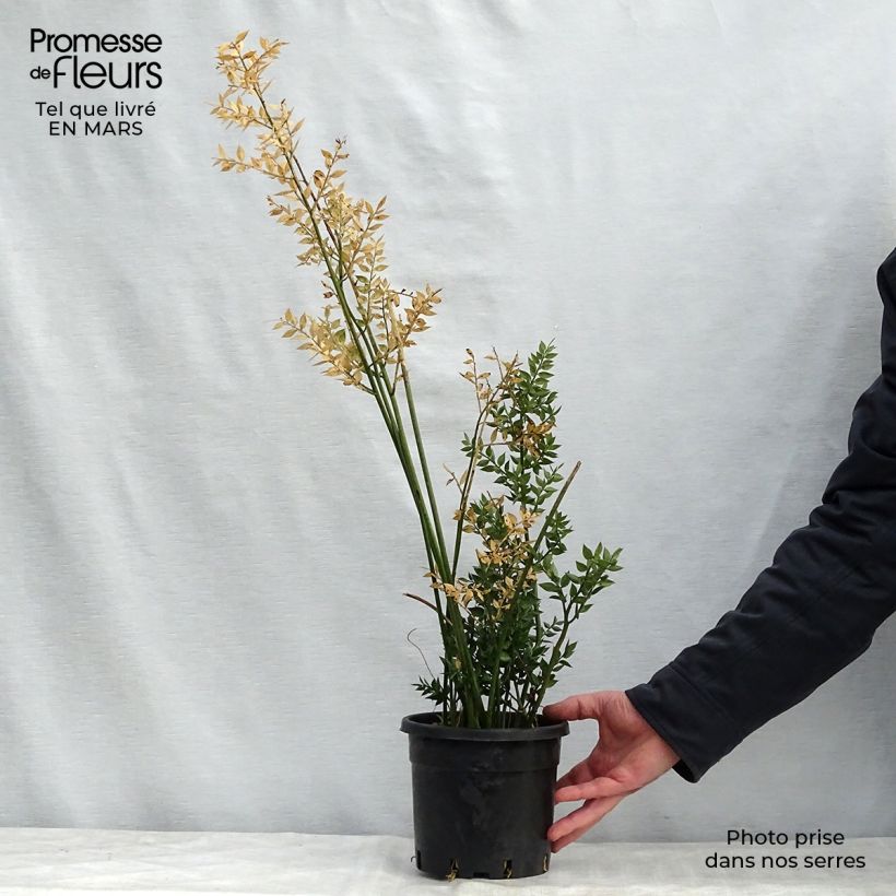 Ruscus aculeatus 2L/3L pot sample as delivered in spring