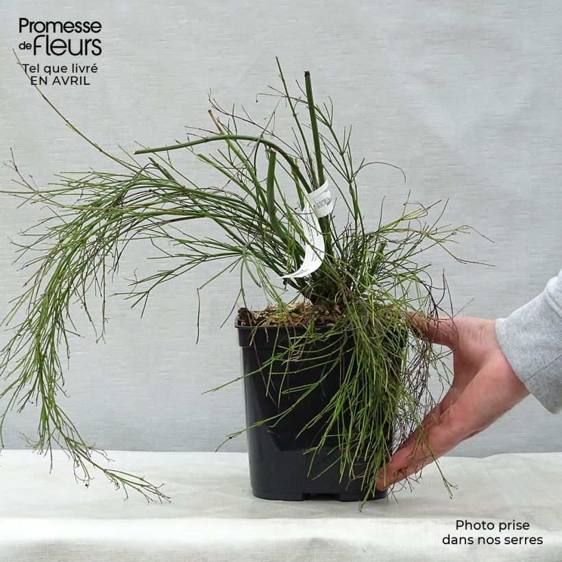 Russelia equisetiformis 3L/4L pot sample as delivered in spring