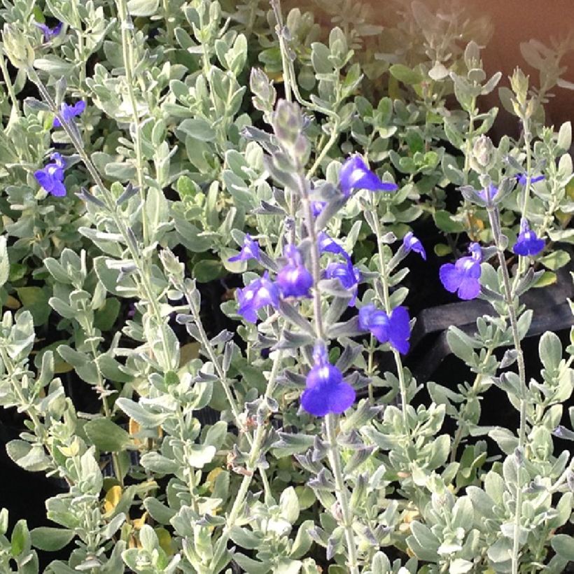 Salvia Isochroma  (Foliage)