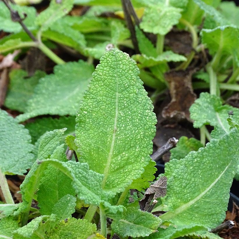 Salvia sylvestris Rhapsody in Blue (Foliage)