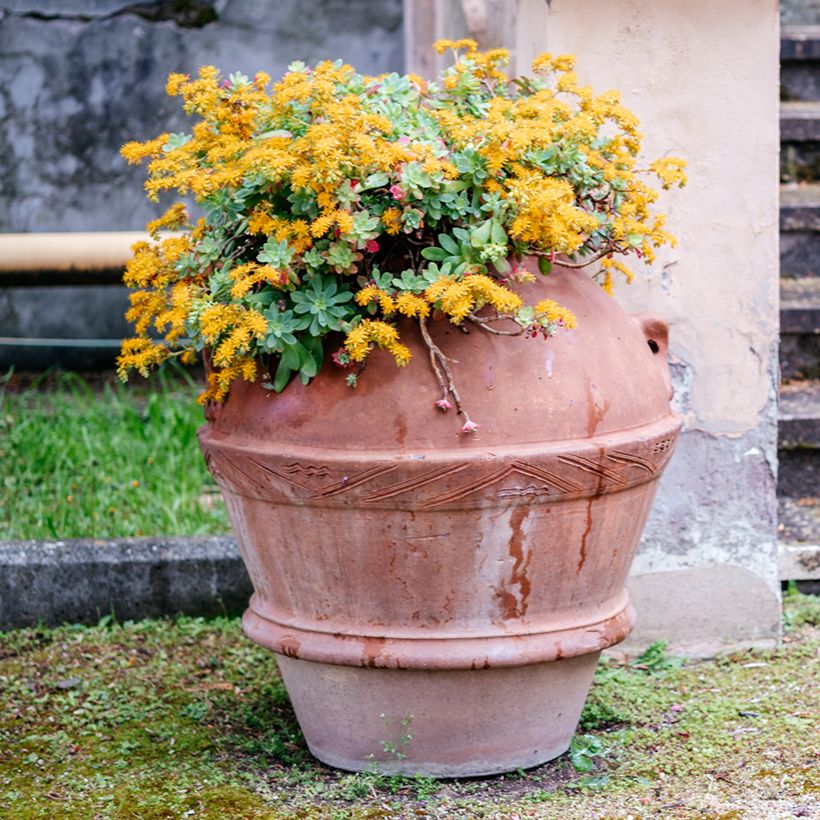 Sedum palmeri (Plant habit)