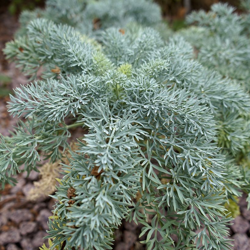 Seseli gummiferum  (Foliage)