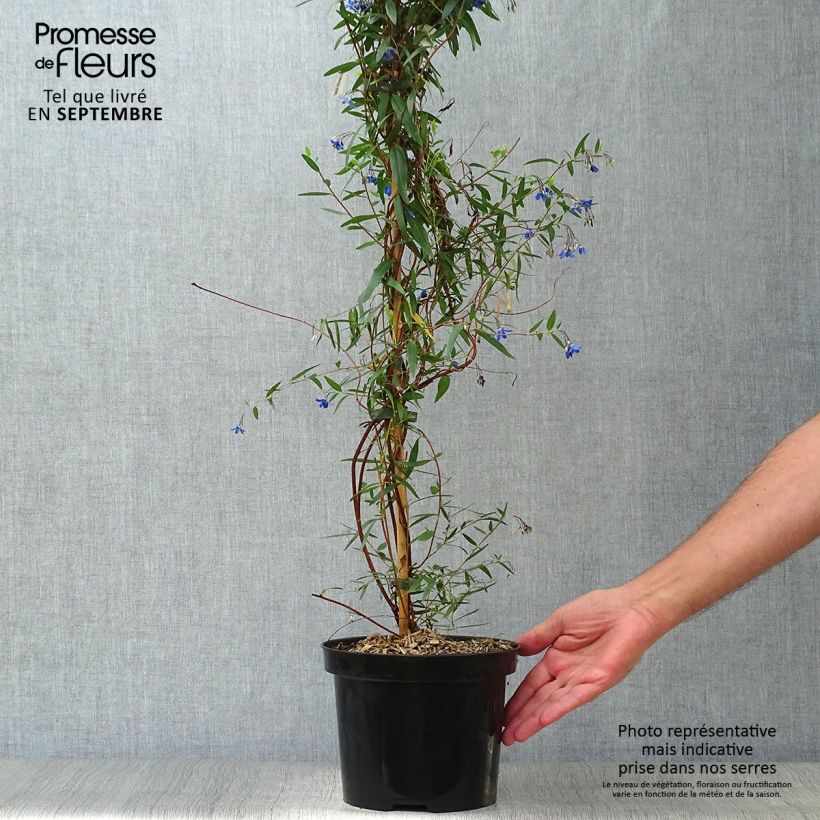 Sollya heterophylla Ultra Blue 4L/5L pot sample as delivered in autumn