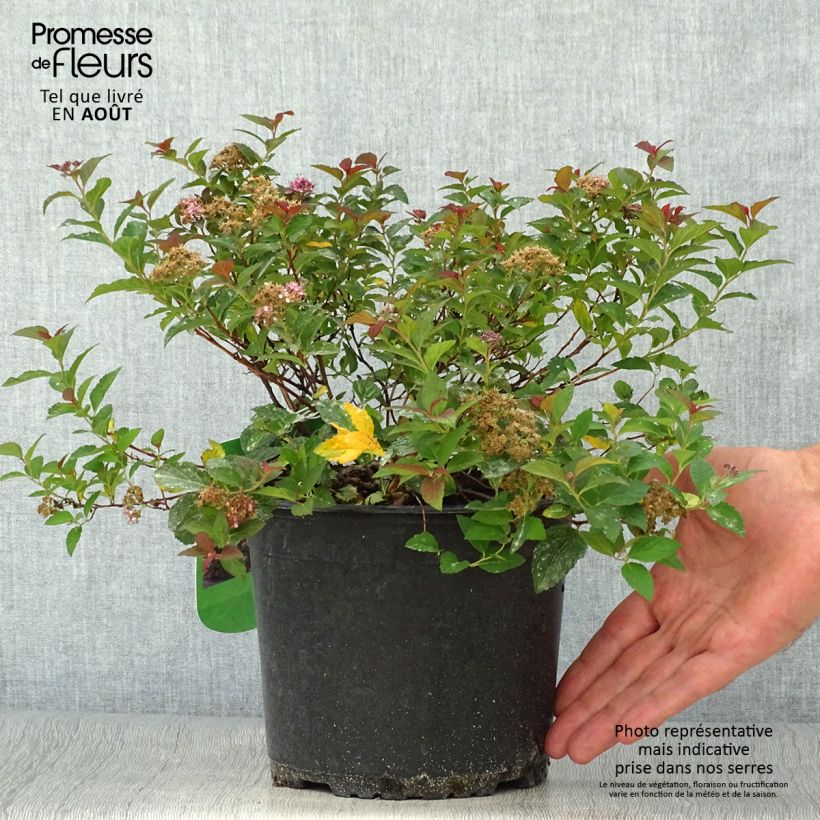 Spiraea japonica Merlo Green 2L/3L pot sample as delivered in summer