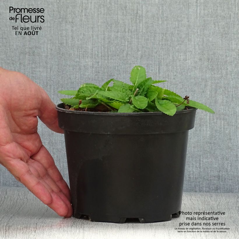 Stachys monieri Hummelo 2L/3L pot sample as delivered in summer