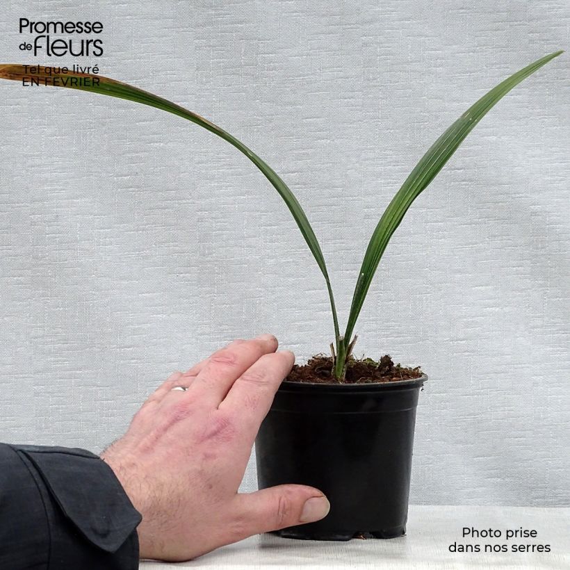 Sabal bermudana - Bermuda Palm 12cm pot sample as delivered in winter