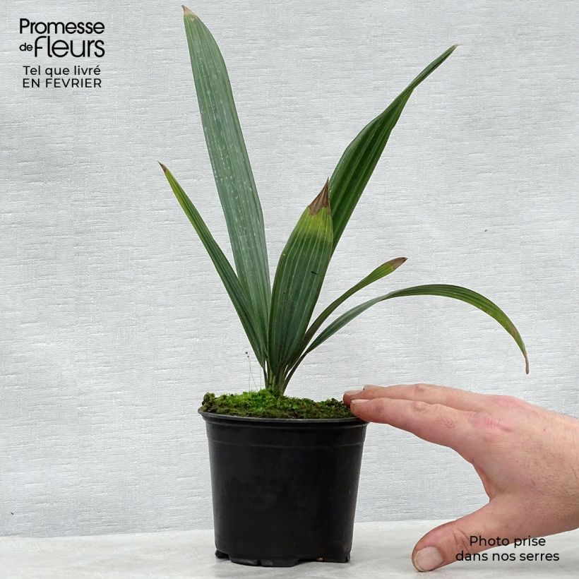 Sabal causarium - Puerto Rican hat palm 12cm pot sample as delivered in winter