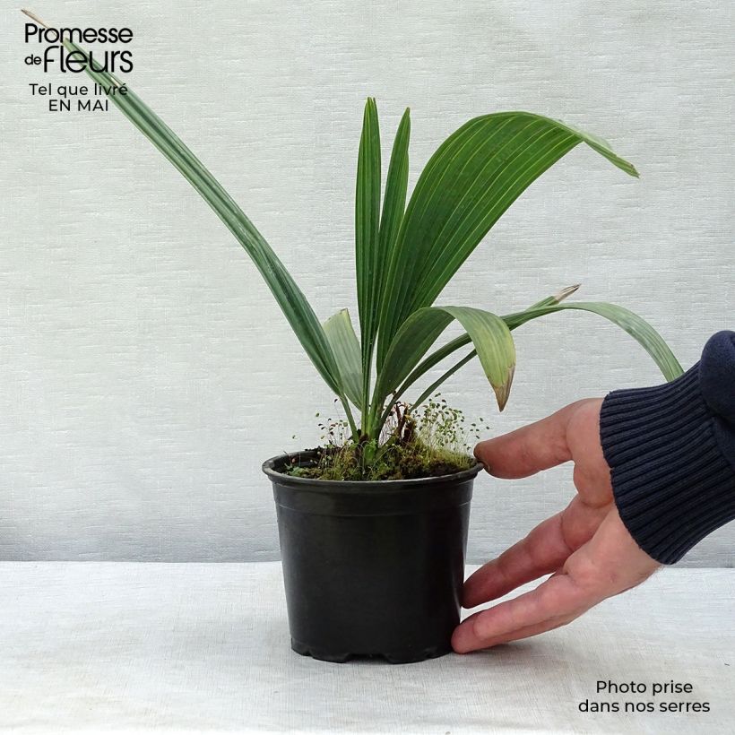 Sabal causarium - Puerto Rican hat palm 12cm pot sample as delivered in spring