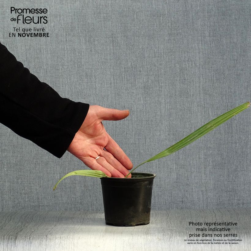 Sabal mauritiiformis - Trinidad Palm 12cm pot sample as delivered in autumn