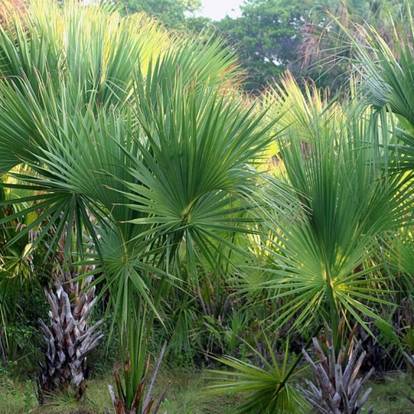 Sabal mexicana (Plant habit)