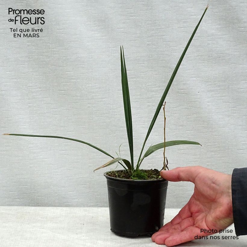 Sabal palmetto - Cabbage Palm 12cm pot sample as delivered in spring
