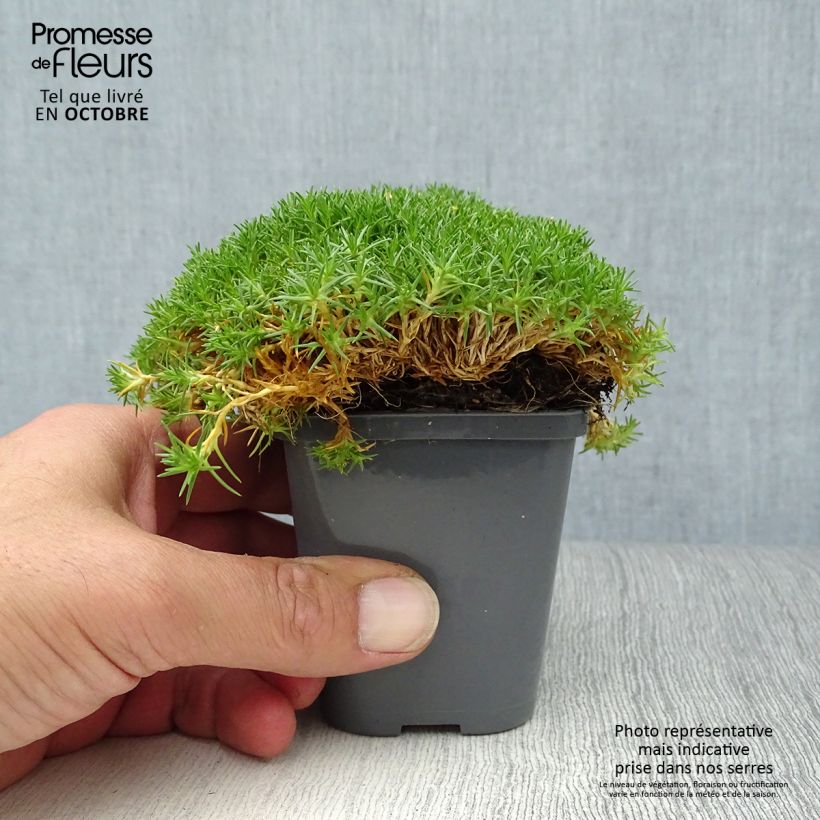 Sagina subulata Pine Green 8/9 cm pot sample as delivered in autumn