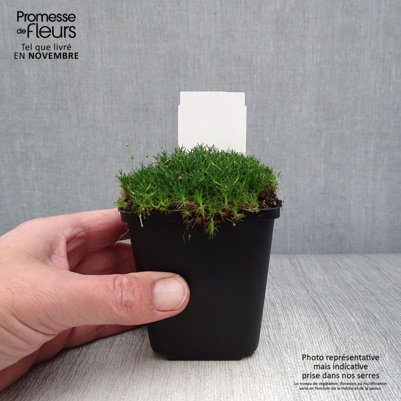 Sagina subulata 8/9 cm pot sample as delivered in autumn