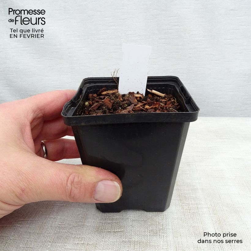 Sagittaria sagittifolia Flore Pleno 8/9 cm pot sample as delivered in winter