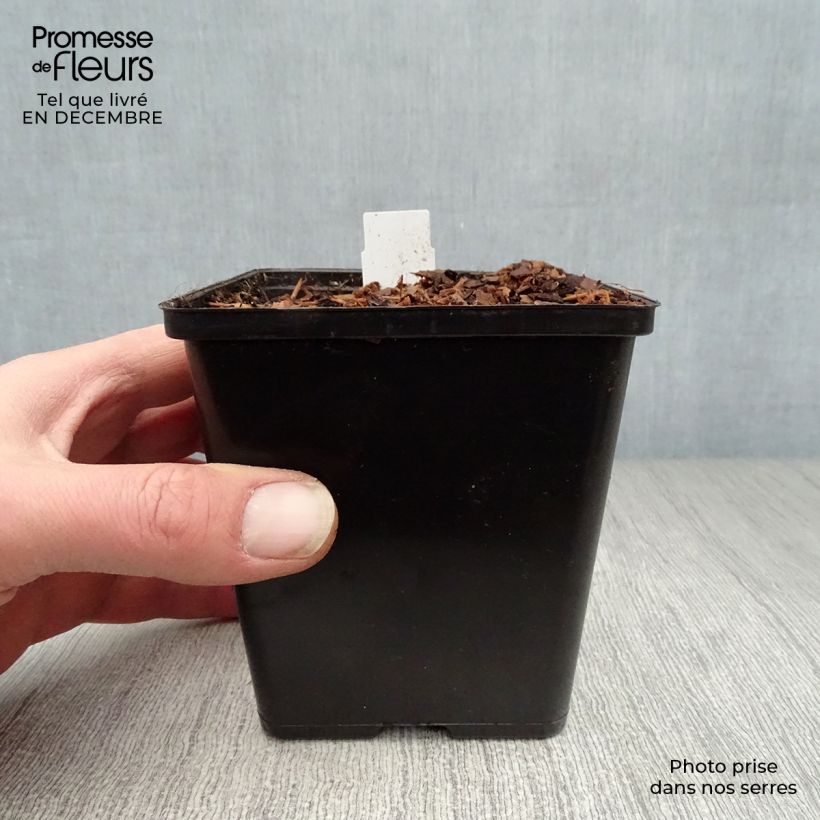 Sagittaria sagittifolia 8/9 cm pot sample as delivered in winter