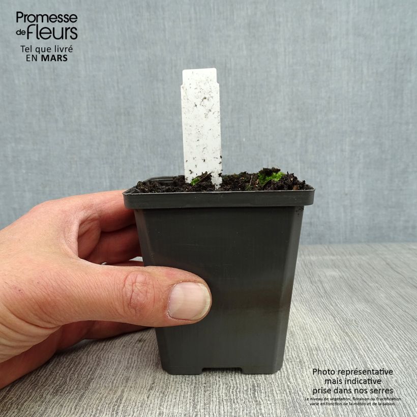 Sagittaria sagittifolia 8/9 cm pot sample as delivered in spring