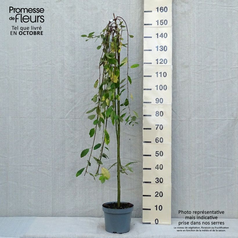 Salix caprea Kilmarnock - Great Sallow 4L/5L pot sample as delivered in autumn