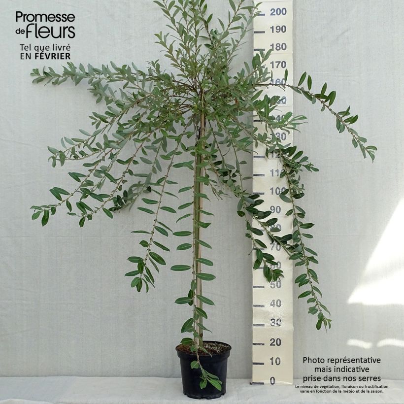 Salix gracilistyla Mount Aso - Black Willow 6L/7L pot sample as delivered in autumn