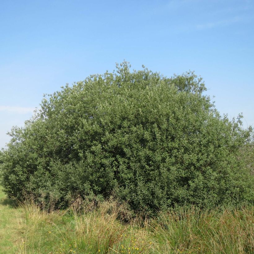 Salix cinerea - Common Sallow (Plant habit)
