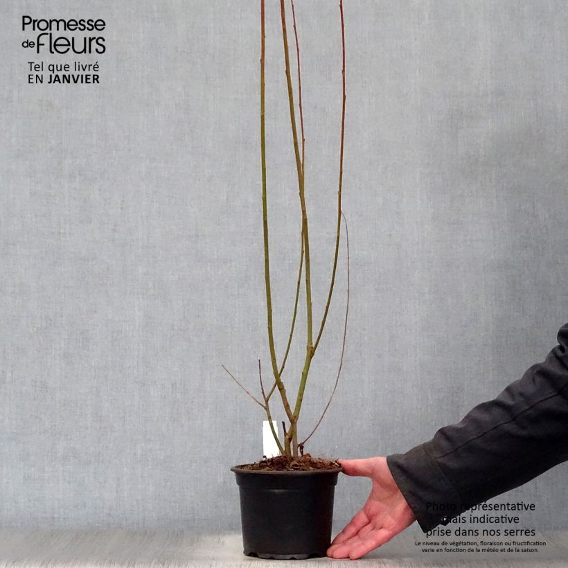 Salix cinerea - Common Sallow 2L/3L pot sample as delivered in winter