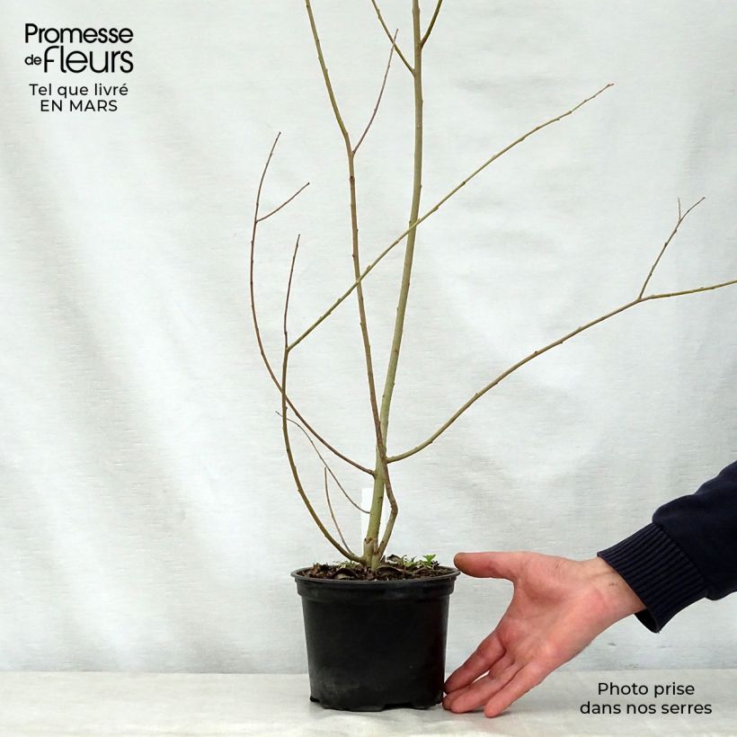 Salix cinerea - Common Sallow 2L/3L pot sample as delivered in spring