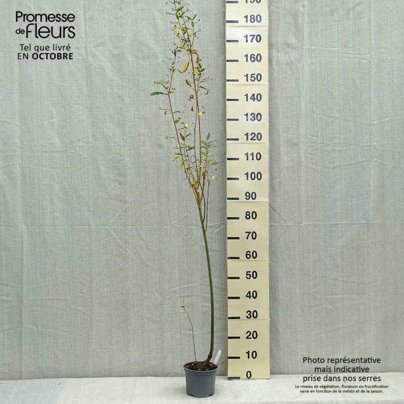 Salix cinerea - Common Sallow 2L/3L pot sample as delivered in autumn
