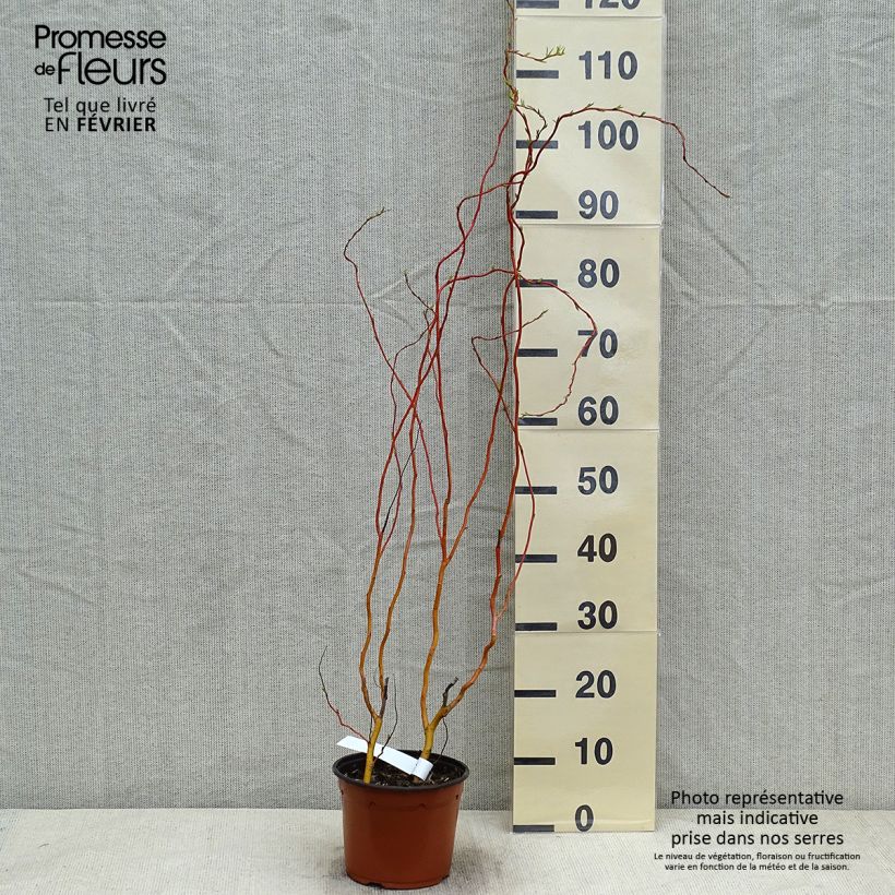 Salix x erythroflexuosa - Willow 3L/4L pot sample as delivered in winter