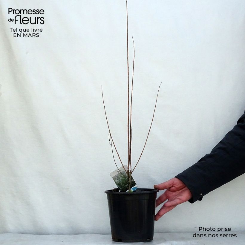 Salix exigua - Coyote Willow 3L/4L pot sample as delivered in spring