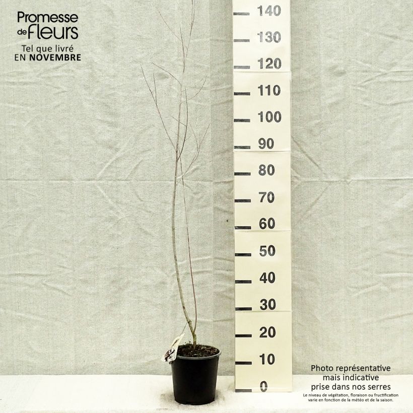 Salix exigua - Coyote Willow 3L/4L pot sample as delivered in autumn