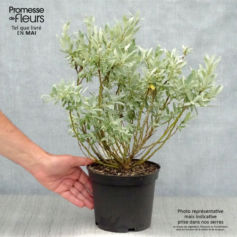 Salix helvetica - Willow 2L/3L pot sample as delivered in spring