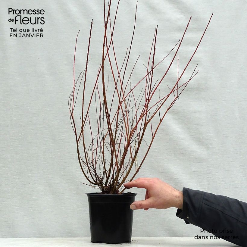 Salix integra Hakuro-Nishiki - Flamingo Willow 2L/3L pot sample as delivered in winter