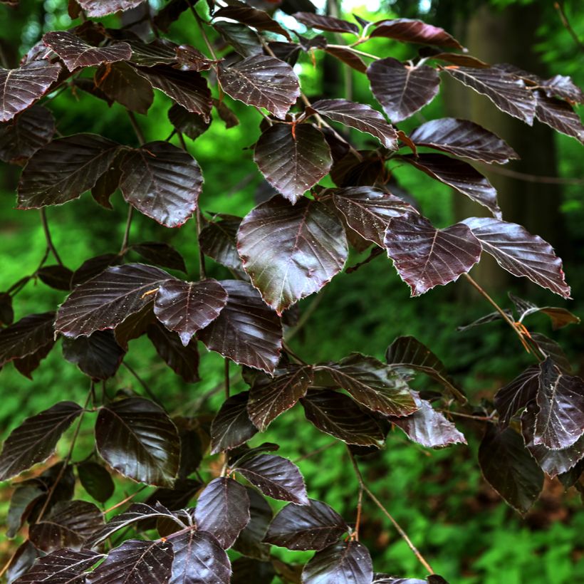 Salix purpurea Nana - Purple Willow (Foliage)