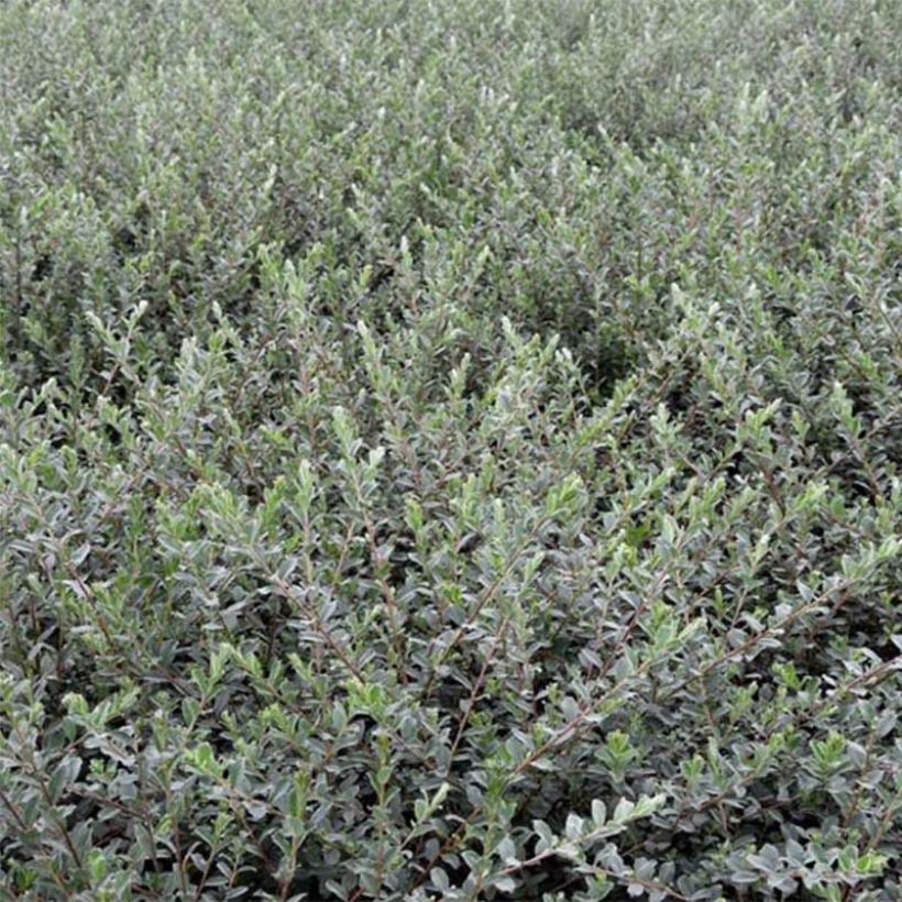 Salix repens var. nitida - Creeping Willow (Foliage)