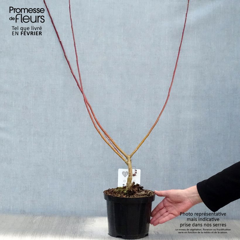 Salix sachalinensis Sekka - Sachalin Willow 3L/4L pot sample as delivered in winter