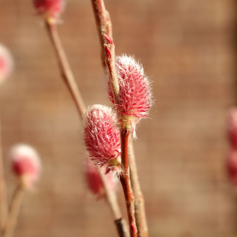 Salix gracilistyla Mount Aso - Black Willow (Flowering)