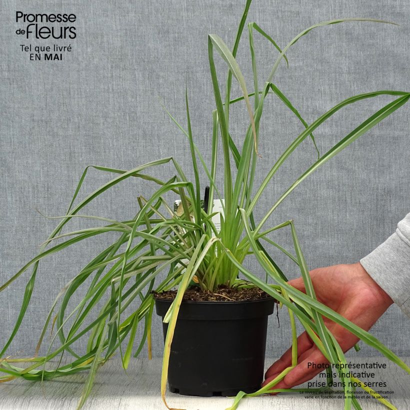 Tragopogon porrifolius - Salsify 1.5L/2L pot sample as delivered in spring