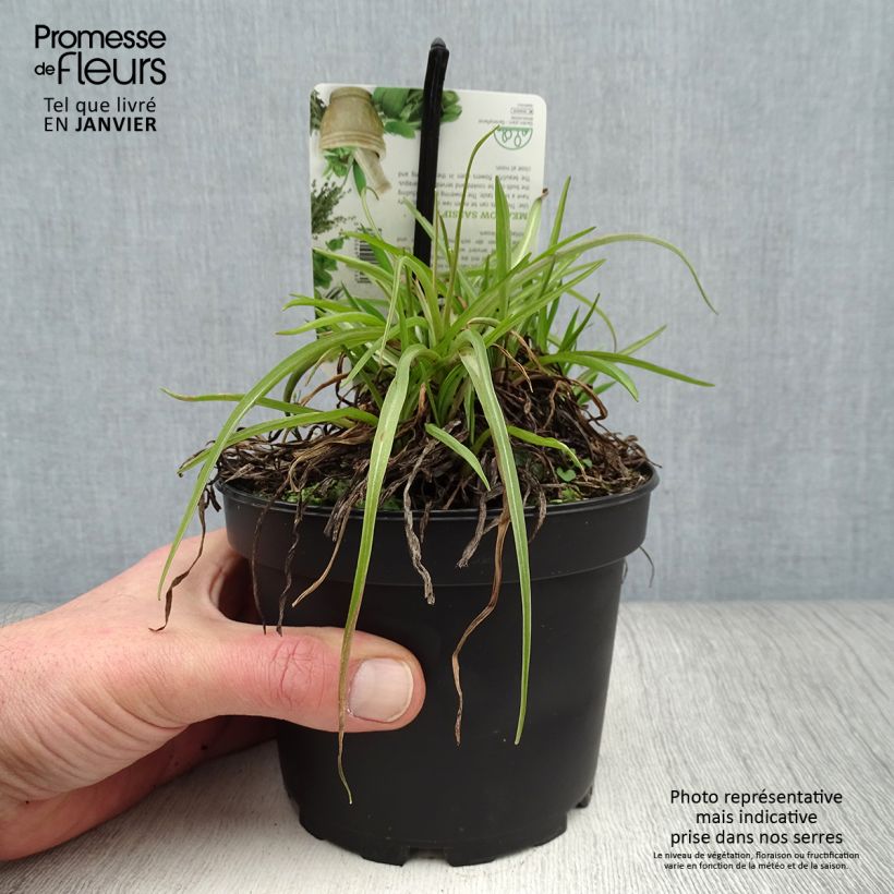 Meadow Salsify - Tragopogon pratensis 1.5L/2L pot sample as delivered in winter
