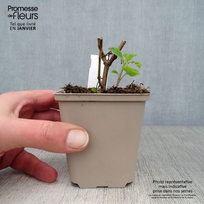 Salvia x guaranitica Amante 8/9 cm pot sample as delivered in winter