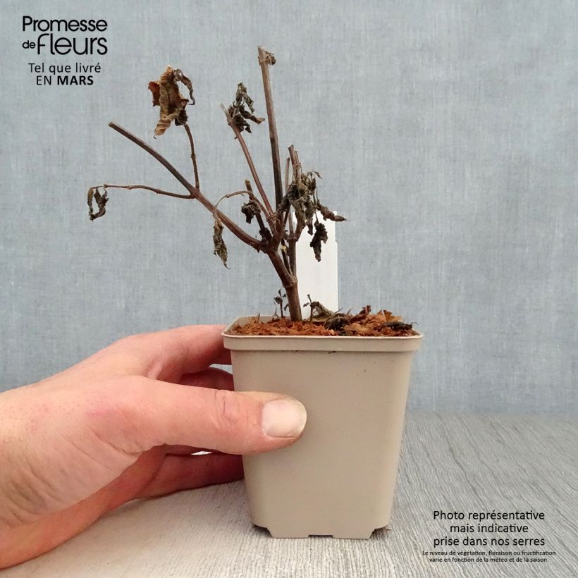 Salvia x guaranitica Amante 8/9 cm pot sample as delivered in spring