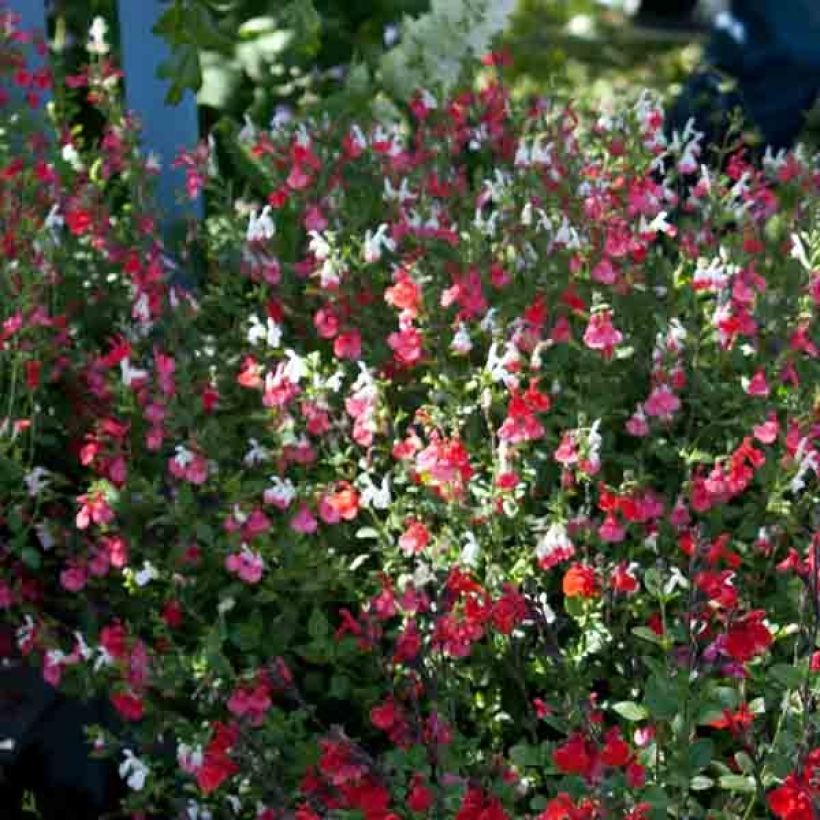 Salvia microphylla grahamii Hot Lips (Plant habit)