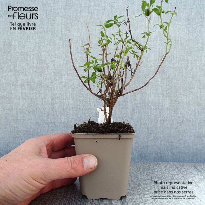 Salvia microphylla Papajan 8/9 cm pot sample as delivered in winter