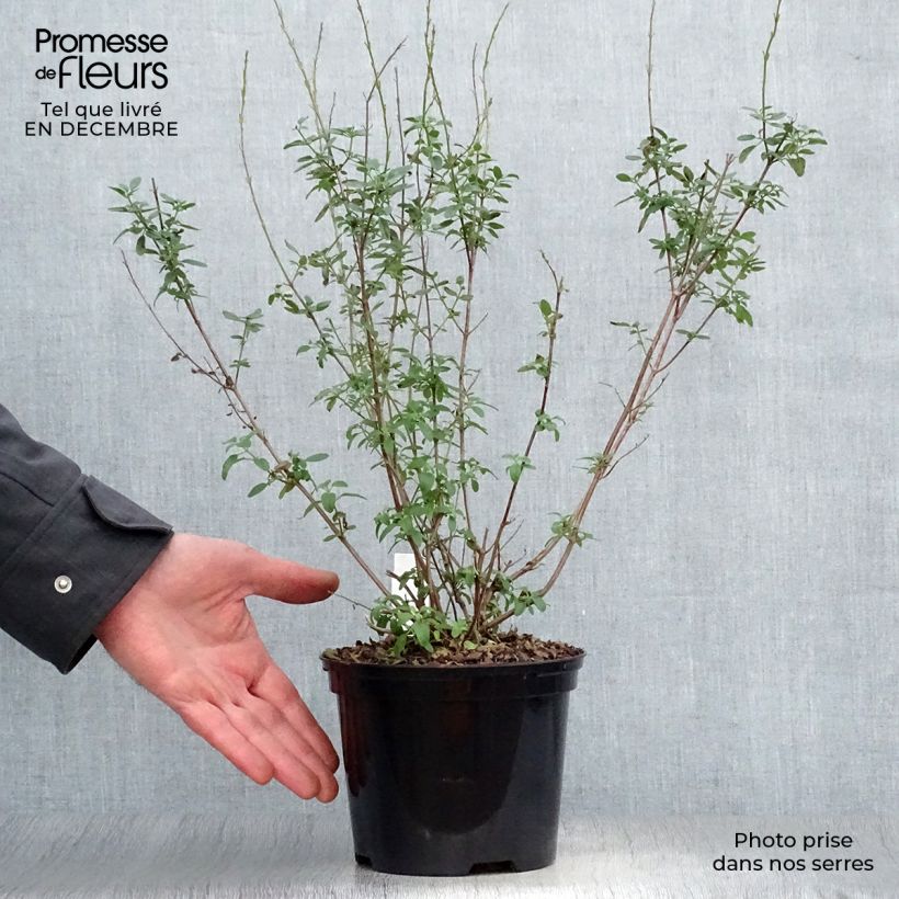 Salvia microphylla Papajan 2L/3L pot sample as delivered in winter