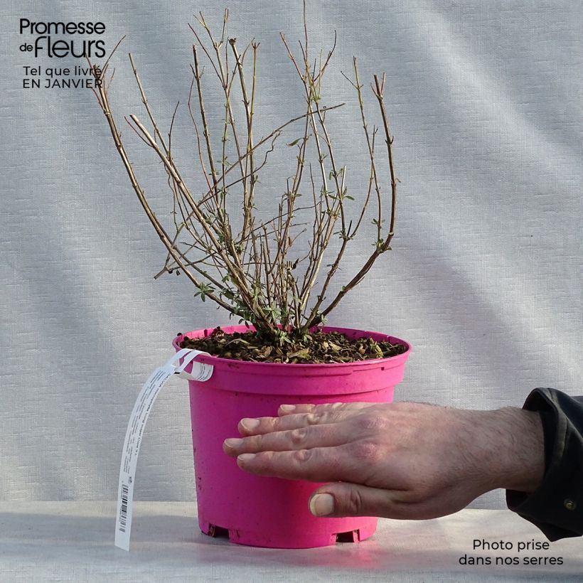 Salvia greggii Icing Sugar 2L/3L pot sample as delivered in winter